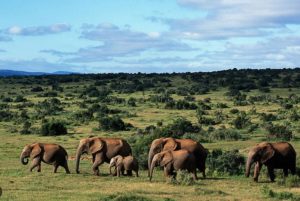 À la découverte du Cap Oriental en Afrique du Sud : Un condensé d'aventures et de merveilles