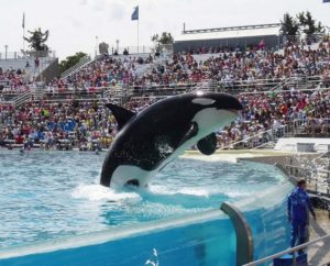 Que faire dans le parc Marineland : les différentes activités proposées