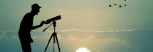 observation des oiseaux