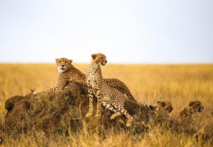 Safari en Tanzanie : quels sont les animaux que vous pourrez observer ?