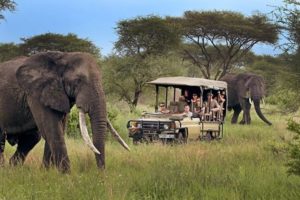 Prix d'un safari en Tanzanie : les facteurs qui influent sur les tarifs