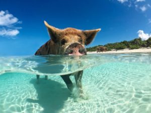 Lune de miel aux Bahamas : les expériences romantiques à vivre sur place